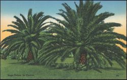 Sago Palms in Florida Postcard