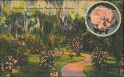 Camellia Japonica's Lane, Florida Cypress Gardens Postcard