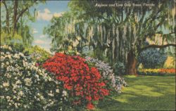 Azaleas and Live Oak Trees, Florida Postcard