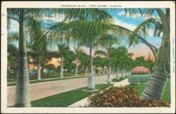 Royal Palms Lining McGregor Boulevard Postcard