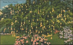 Mango Tree in Florida Postcard