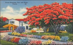 Royal Poinciana Tree and Home in Florida Postcard