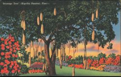 Sausage Tree, Kigellia Pinatta, Florida Postcard