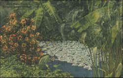 Rare Water Plants in Sarasota Jungle Gardens Postcard