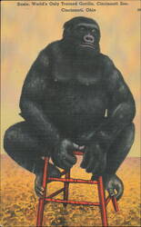 Susie, World's Only Trained Gorilla, Cincinnati Zoo Postcard