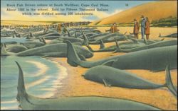 Black Fish Driven Ashore at South Wellfleet, Cape Cod Postcard