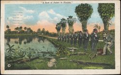 A Row of Palms in Florida Humorous Illustration Postcard