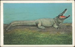 Big Joe, Largest Live Alligator at Osky's Alligator Store Postcard
