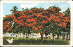 Royal Poinciana Tree in Bloom, Florida Postcard
