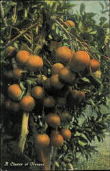A Cluster of Oranges on the Tree Postcard