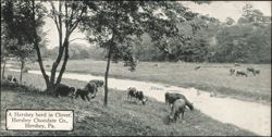 Hershey Herd in Clover, Hershey Chocolate Co. Postcard