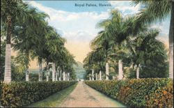 Royal Palms Avenue, Honolulu, Hawaii Postcard