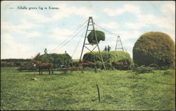 Alfalfa Harvest with Horse-Drawn Equipment in Kansas Postcard