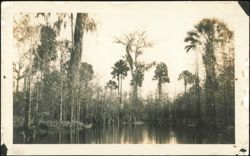 Florida Swamp Scene with Cypress and Palm Trees Postcard
