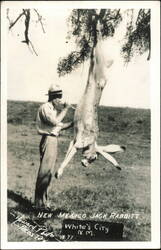 New Mexico Jack Rabbit, White's City Postcard