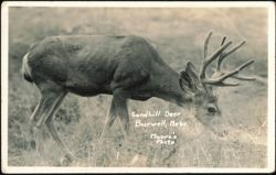 Sandhill Deer in Burwell, Nebraska Postcard