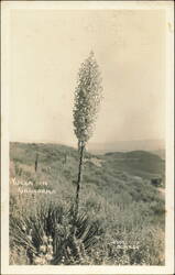 Yucca Plant in Bloom, California Landscape Postcard