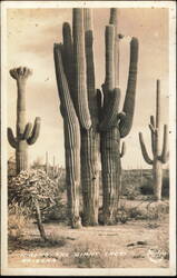 Among the Giant Cacti, Arizona Saguaro Desert Landscape Postcard