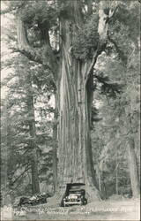 Chandelier Tree at Underwood Park, Redwood Highway Postcard
