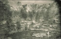 Sacred Cenote at Chichen Itza Ruins, Yucatan Postcard