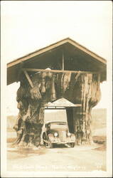 Giant Cedar Stump, Pacific Highway, Arlington, Washington Postcard