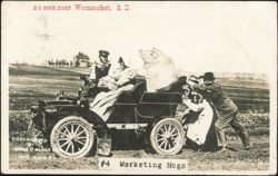 Marketing Hogs Humorous Scene Near Woonsocket South Dakota Postcard