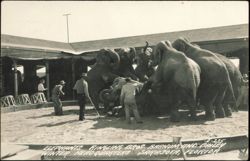 Elephants at Ringling Bros. Barnum and Bailey Headquarters Postcard