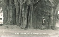 Arbol del Tule Trunk, Santa Maria del Tule, Oaxaca, Mexico Postcard