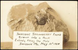 Sarcoxie Strawberry Grown into a Rock, May 15, 1927 Postcard