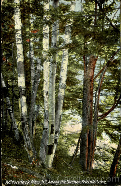 Adirondack Mts. Among the Birches, Friends Lake Chester New York