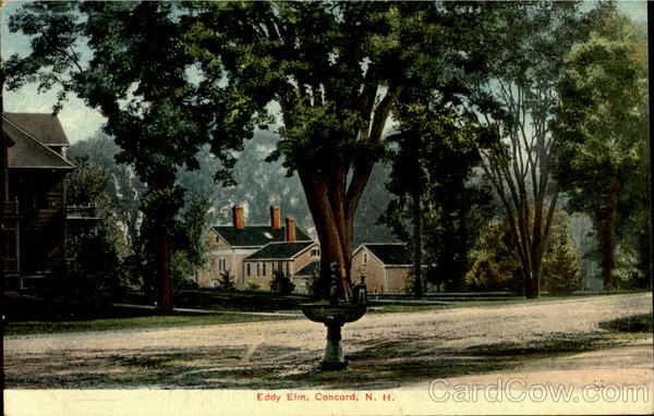 Eddy Elm Concord New Hampshire