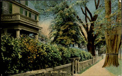 Old Trees And Gate Walker House Postcard