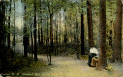 Woodland Path, Rollins Park Postcard