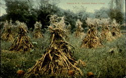 Cornfield, Walker's Island Postcard