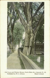 Old Trees And Walker House, North Main St. Postcard