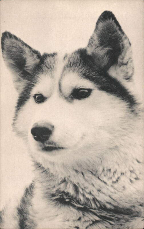 Siberian Husky Dog SHEEKAI KENNELS Forty Mile Roadhouse