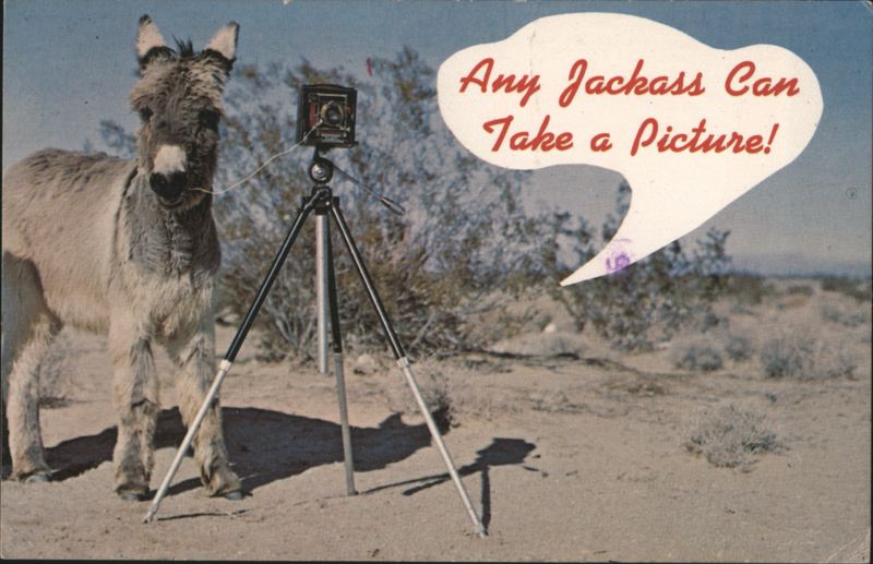 Donkey with Camera, 'Any Jackass Can Take a Picture!'