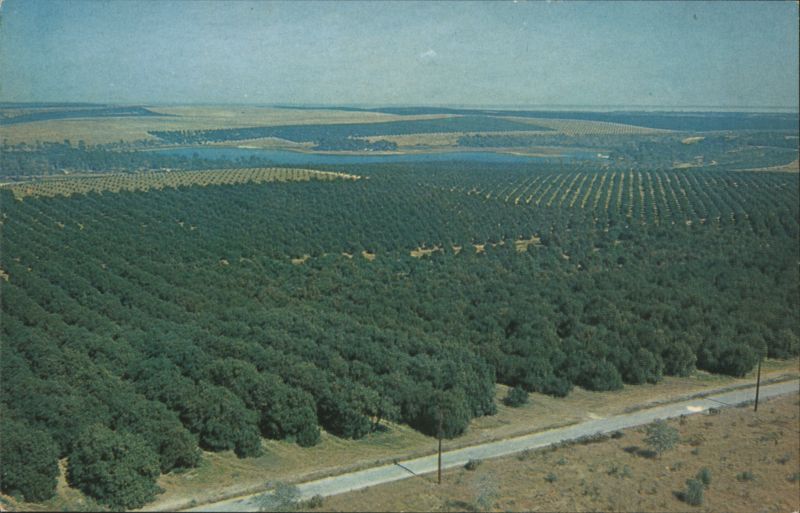 Bright blue lakes in contrast to rich green Citrus Groves Florida