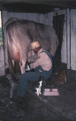 Man Milking Cow at McNutt Farm II / Outdoorsman Lodge Postcard