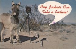 Donkey with Camera, 'Any Jackass Can Take a Picture!' Postcard