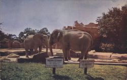 Elephants at Brookfield Zoo, Indian & African Postcard