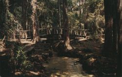 Goldhead State Park, FL - Old Sugar Mill Site Ravine Bridge Postcard