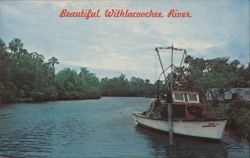Beautiful Withlacoochee River, Inglis & Yankee Town Postcard