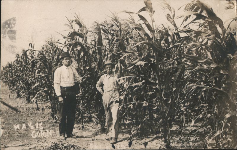 Two Men in Tall Cornfield, May 15 Farming