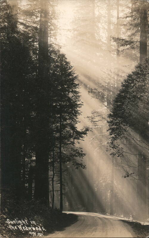 Sunlight in The Redwoods California