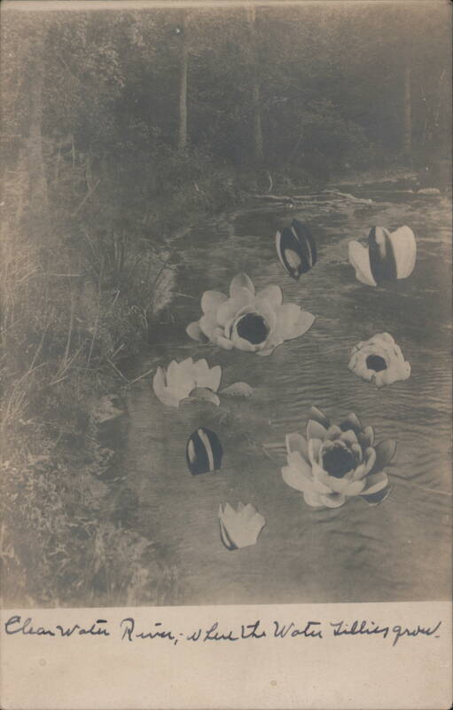Clear Water River, Water Lilies Clearwater Minnesota