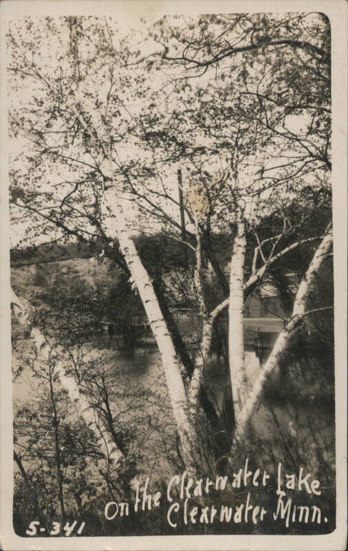 Clearwater Lake, Birch Trees, Clearwater, MN Minnesota