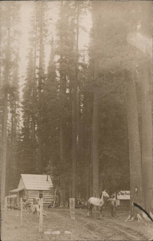 Man, Horse, Cabin, Tall Trees Collins Idaho