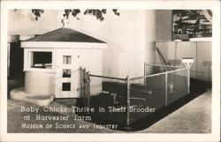 Baby Chicks Thrive in Brooder, Museum of Science and Industry Postcard