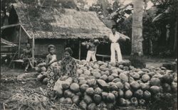 People with Pile of Coconuts, Tropical Village Postcard